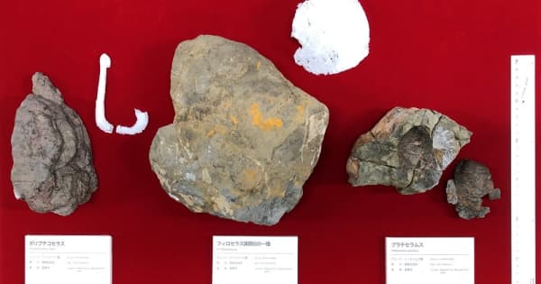 アンモナイトと二枚貝の化石発見！ 長崎半島東海岸、白亜紀後期の地層 