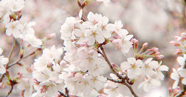 千葉県】春は桜を見に行こう！“100選”にも選ばれた名所をチェック ｜ チバテレ+プラス