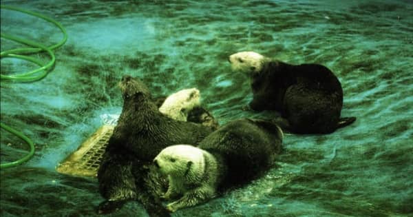 平成の長崎 ラッコ引っ越し 長崎水族館 平成10 1998 年 長崎新聞 平成の長崎 ラッコ引っ越し 長崎水族館 平成10 1998 年 長崎新聞