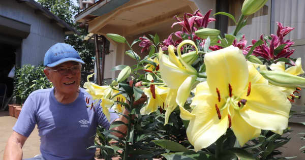 ステンドグラス　カサブランカ(ゆりの花　(299)