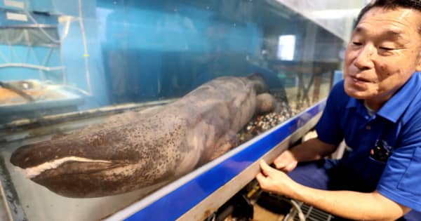国内最大 体長158センチのサンショウウオ 企画展示を検討へ ペンギン水族館 長崎新聞