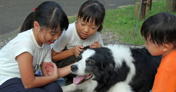 スズメバチから幼児らかばう 看板犬ロンありがとう 長崎新聞