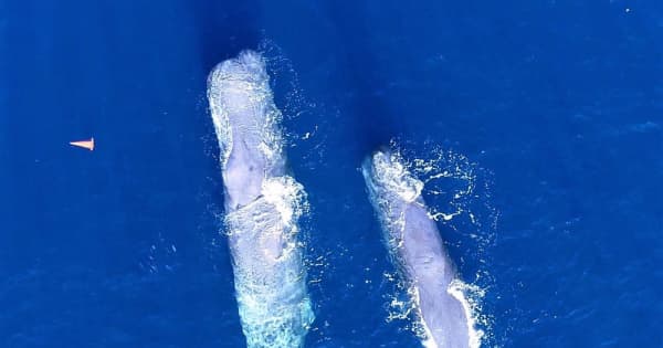 五島列島沖にマッコウクジラ 寿命70年、巨大な頭 ｜ 長崎新聞