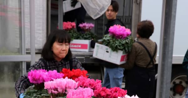 きょうから師走 シクラメン出荷ピーク 三浦園芸 長崎新聞 きょうから師走 シクラメン出荷ピーク 三浦園芸 長崎新聞