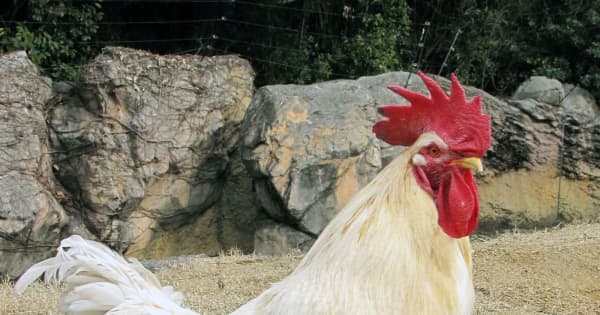 奇跡のニワトリ が死ぬ 大阪 天王寺動物園 展示用で飼育 共同通信