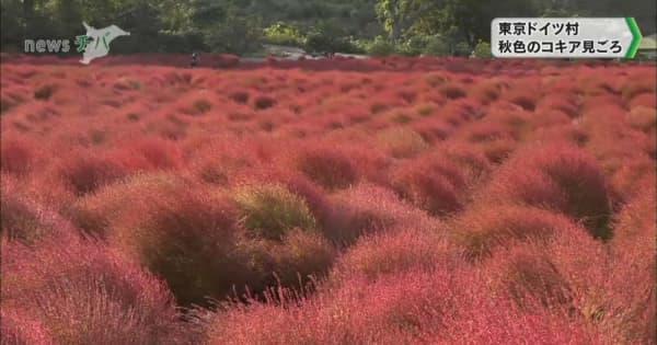 東京ドイツ村 秋色のコキア見ごろ チバテレ プラス