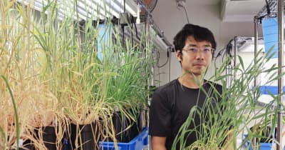 世界初、トウモロコシコムギ開発　強い耐性、供給量増に期待 | NEWSjp