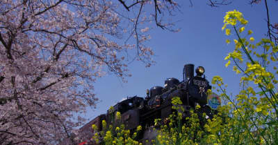 SL、桜、菜の花が競演　真岡鉄道の北真岡駅東側 ｜ 下野新聞の画像