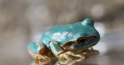 水色のアマガエル見つかる 長崎県西海市内 今年2例目 長崎新聞 水色のアマガエル見つかる 長崎県西海市内 今年2例目 長崎新聞