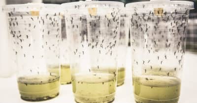 デング熱を77％減少　蚊に「驚異的な」バクテリアを感染させ