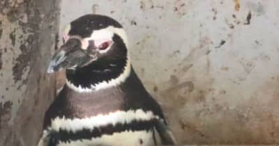 池田動物園 赤ちゃん次々と誕生　ペンギン、ワラビー、リスザル