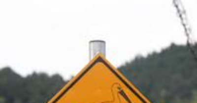 「コウノトリとの接触に注意を」全国初の道路標識　兵庫・朝来市が4カ所設置