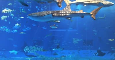 美ら海水族館など来月11日まで休館延長　海洋博公園　コロナ感染拡大の防止で
