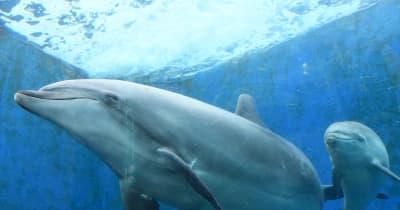 寄り添う親子イルカ、きゅんです　横浜・八景島シーパラダイスの水族館で人気