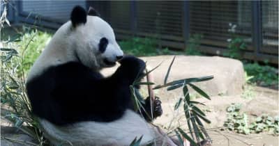 ジャイアントパンダのシンシン、双子を出産　上野動物園