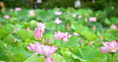 「水上楽園」に夏の訪れ告げるハス　沖縄・東南植物楽園