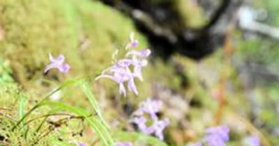 岩肌に愛らしい紫色の「ウチョウラン」85年ぶり確認　兵庫・丹波