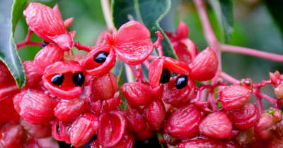 沖縄で「ミーハンチャー」と呼ばれる赤い実が鈴なり