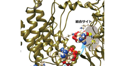 新型コロナのタンパク質にアビガンなどが取り込まれる仕組みを分子研などが解明