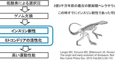 恐竜から鳥への進化はインスリン耐性の獲得による、東京工科大が新説を提唱