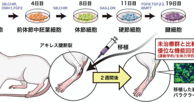 京大、断裂した腱をiPS細胞由来腱細胞を用いて再生する移植手術を開発