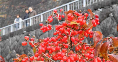 冬空に映える 真っ赤な宝石　きょう小雪の県内 ｜ 岩手日報WebNews