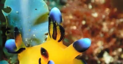 天草の海に ピカチュウウミウシ 愛くるしさが人気 熊本日日新聞