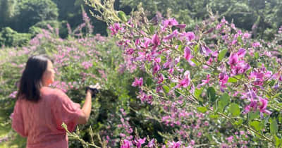 赤紫色の小さな花に秋の訪れ　リュウキュウハギ開花　沖縄・今帰仁 ｜ 琉球新報