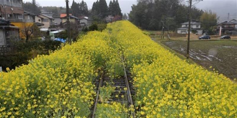 線路に満開の菜の花　熊本地震で部分運行続く南阿蘇鉄道 ｜ 熊本日日新聞