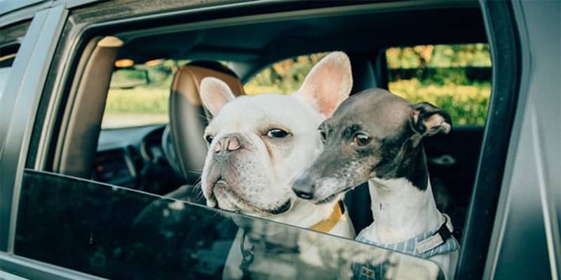 愛犬家におすすめ ペット用ドライブボックス シート で楽しく安全にドライブしよう