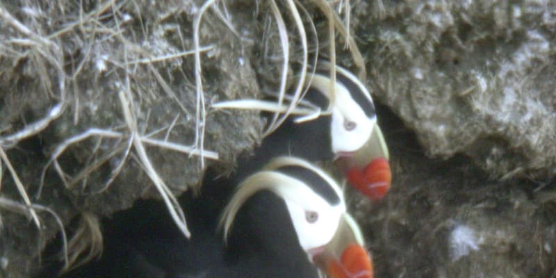 海鳥エトピリカ、減少止まらず　数つがいに、保護団体「手遅れ」