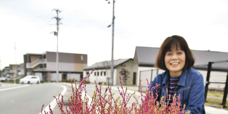 「ど根性コキア」色づく　福島、復興住宅近くの路上