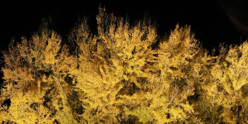 日本一イチョウ見頃、青森・深浦　巨樹と落ち葉、一面黄金色