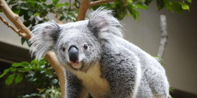 人気投票でコアラが首位奪還　東山動植物園、コロナ対策影響か