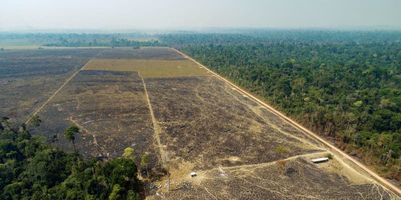 熱帯雨林消失、08年以降最大　ブラジル政権に要因と指摘