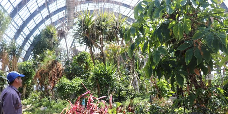 難航する植物移譲 温室の1種は枯れる恐れも 来年度解体 旧県亜熱帯植物園 長崎新聞 難航する植物移譲 温室の1種は枯れる恐れも 来年度解体 旧県亜熱帯植物園 長崎新聞