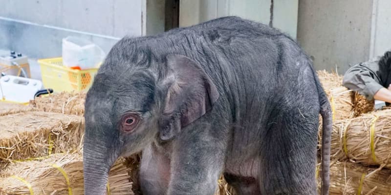 上野動物園でゾウの赤ちゃん誕生 開園以来初 1キロの雄 共同通信