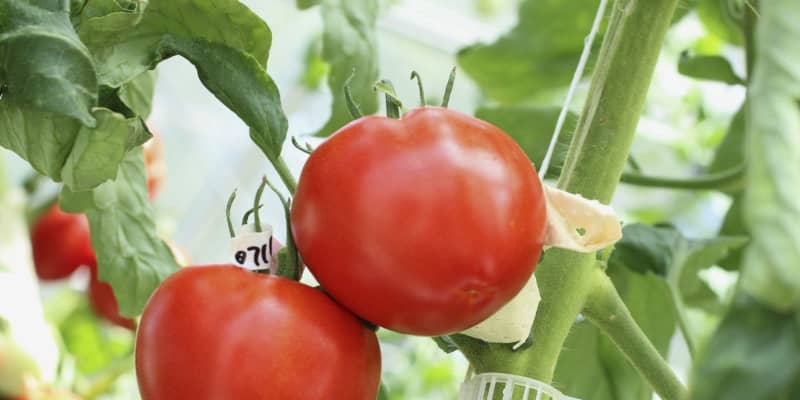 初のゲノム編集食品が流通へ　血圧下げるトマト、企業が届け出