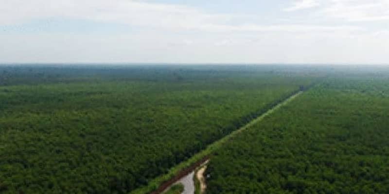 【インドネシア】住友林業、西カリマンタンで植林事業を拡大［農水］