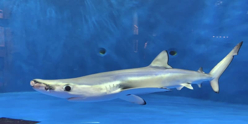 国内最長飼育のサメ死ぬ　仙台うみの杜水族館