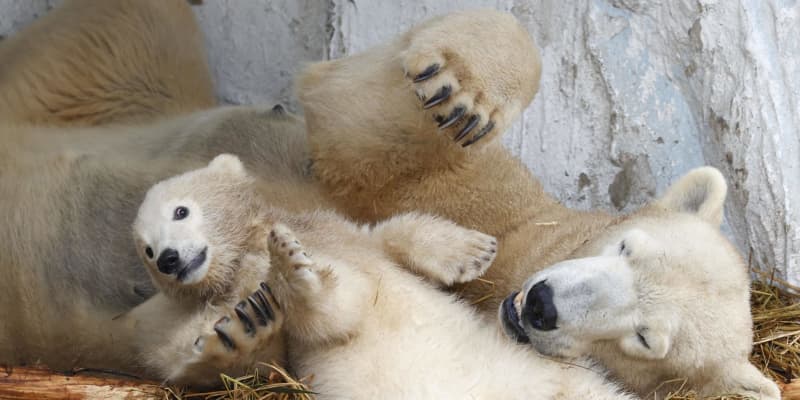 ホッキョクグマの赤ちゃん公開へ 大阪 天王寺動物園 23日から 共同通信