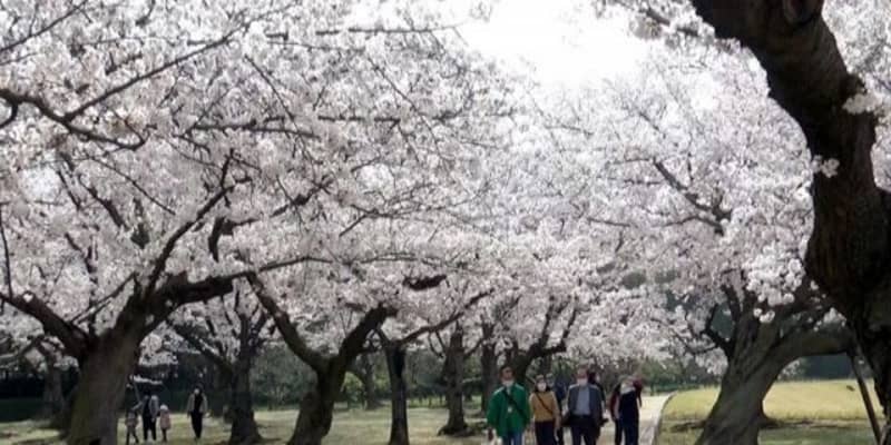 桜満開 後楽園にぎわう　観光客ら「春色」カメラに