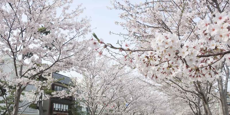 鎌倉・鶴岡八幡宮の段葛　満開の桜で夜は幻想的に