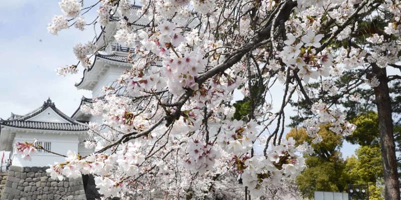 見るは満開桜か、小田原城か、春の陽気に誘われて　神奈川