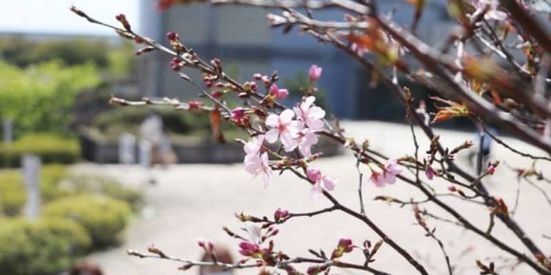 「宇宙桜」今年も咲いたよ　倉敷科学センター、最も早い開花