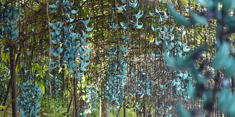 「青緑色のシャンデリア」見頃　東南植物楽園にヒスイカズラロード