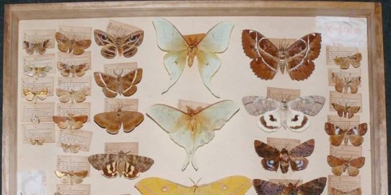 岡山県産最古の昆虫標本見つかる　昭和天皇献上、倉敷の博物館調査