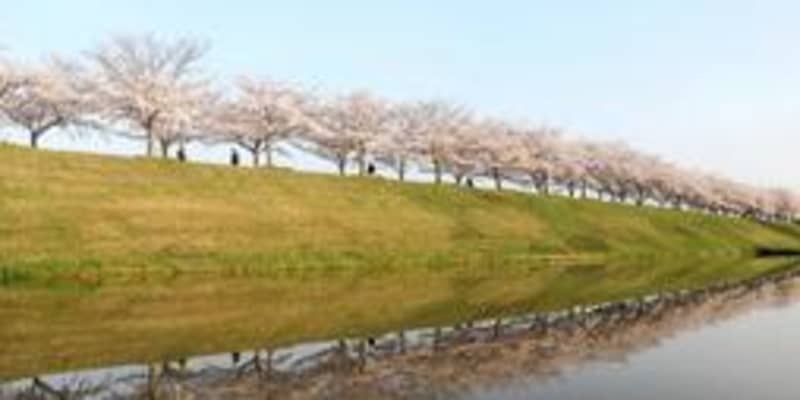 幻想的な「逆さ桜」人気　兵庫・小野の桜づつみ回廊