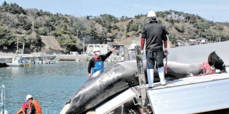 ミンククジラ漁始まる　鮎川港に2頭水揚げ　商業捕鯨3年目