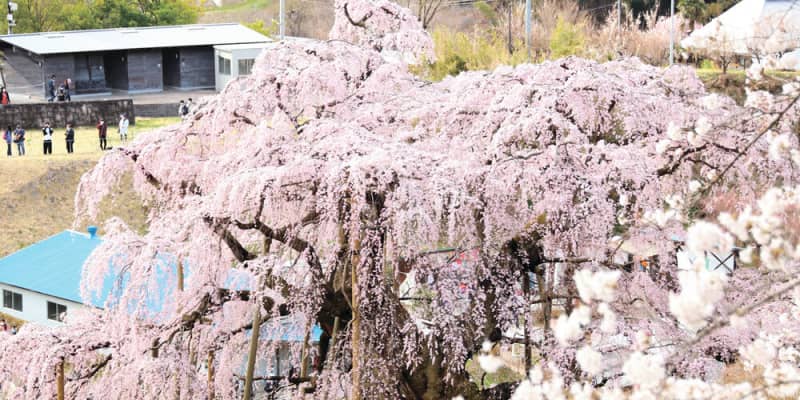 三春の滝桜満開、薄紅色降り注ぐ　福島